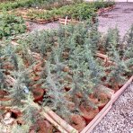 Céder atlantský (Cedrus Atlantica) - výška: 30-50 cm, kont. C3L